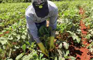  Painel Agropecuária Paranaense amplia divulgação sobre crescimento da produção